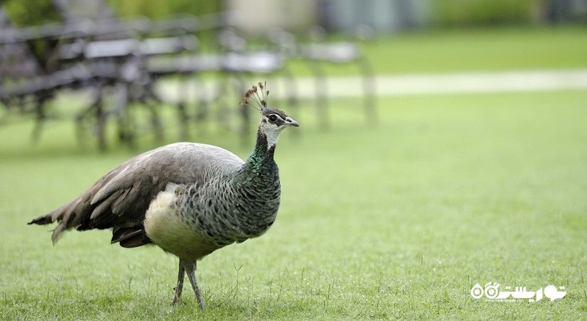 باغ هتل وان اند اونلی رویال مریج