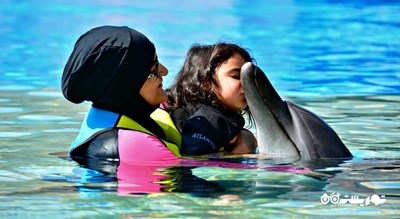 سرگرمی دلفین بی شهر امارات متحده عربی کشور دبی