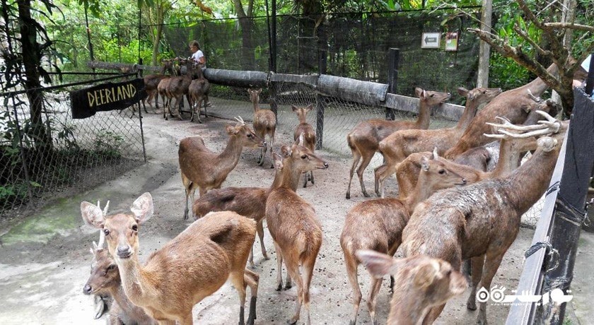  پارک گوزن کوالالامپور شهر مالزی کشور کوالالامپور