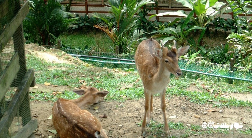  پارک گوزن کوالالامپور شهر مالزی کشور کوالالامپور