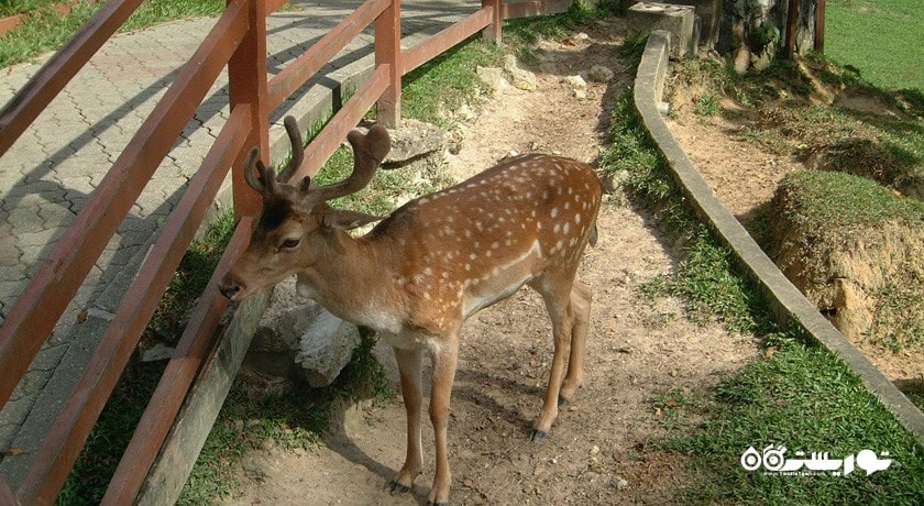 پارک گوزن کوالالامپور شهر مالزی کشور کوالالامپور
