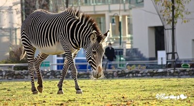 باغ وحش مسکو -  شهر مسکو