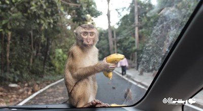 سرگرمی بازدید از تپه میمون ها در شهر پوکت شهر تایلند کشور پوکت