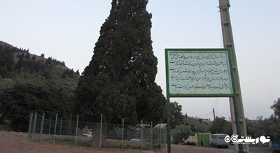 سرو کهنسال هرزویل -  شهر رودبار