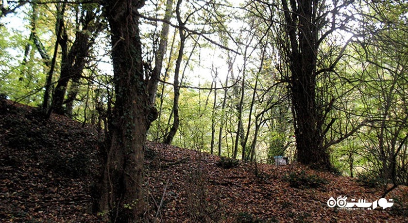  روستای لاجیم شهرستان مازندران استان پل سفید
