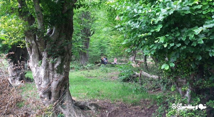  روستای لاجیم شهرستان مازندران استان پل سفید