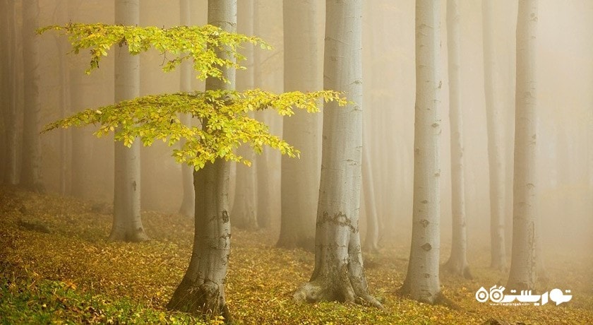  جنگل راش (جنگل مرسی سی سنگده) شهرستان مازندران استان پل سفید