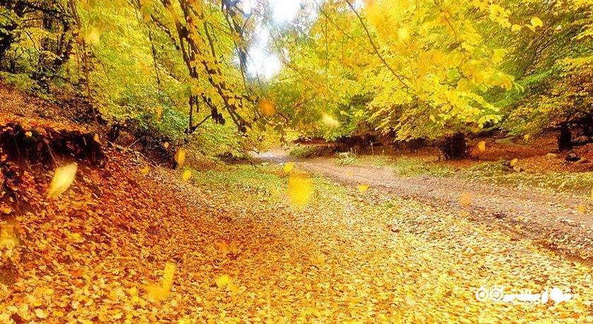 جنگل و چشمه نیلبرگ رامیان -  شهر رامیان