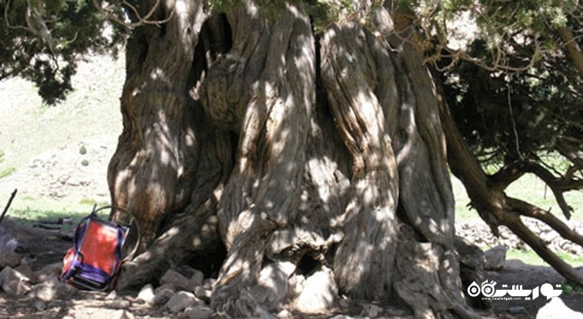 درخت ارس شهرستانک -  شهر البرز