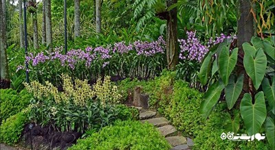 سرگرمی باغ های گیاه شناسی سنگاپور شهر سنگاپور کشور سنگاپور