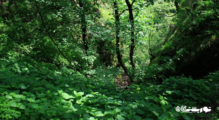  جنگل مشه سویی شهرستان اردبیل استان اردبیل
