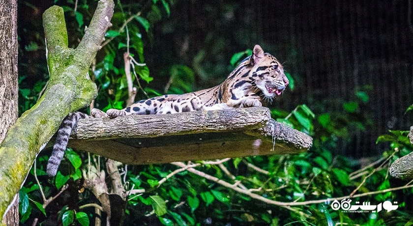 سرگرمی نایت سافاری شهر سنگاپور کشور سنگاپور