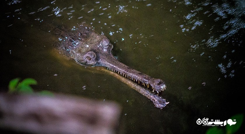 سرگرمی نایت سافاری شهر سنگاپور کشور سنگاپور