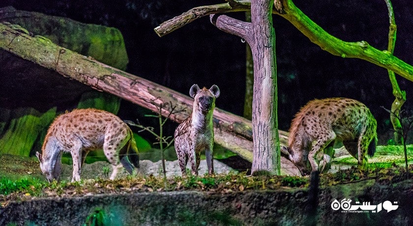 سرگرمی نایت سافاری شهر سنگاپور کشور سنگاپور