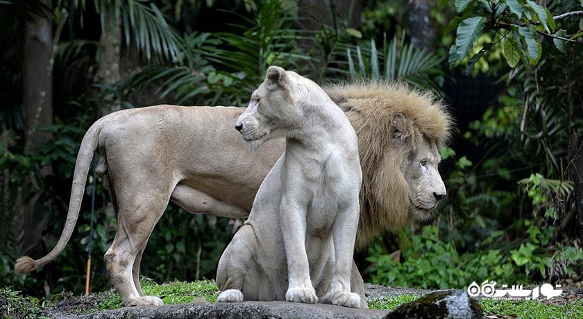 سرگرمی نایت سافاری شهر سنگاپور کشور سنگاپور