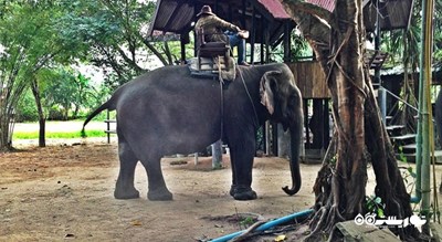 سرگرمی فیل سواری در پاتایا شهر تایلند کشور پاتایا
