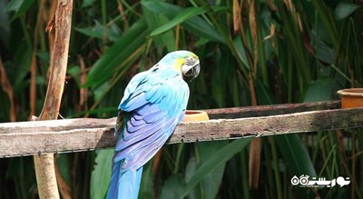 سرگرمی پارک پرندگان پنانگ شهر مالزی کشور پنانگ