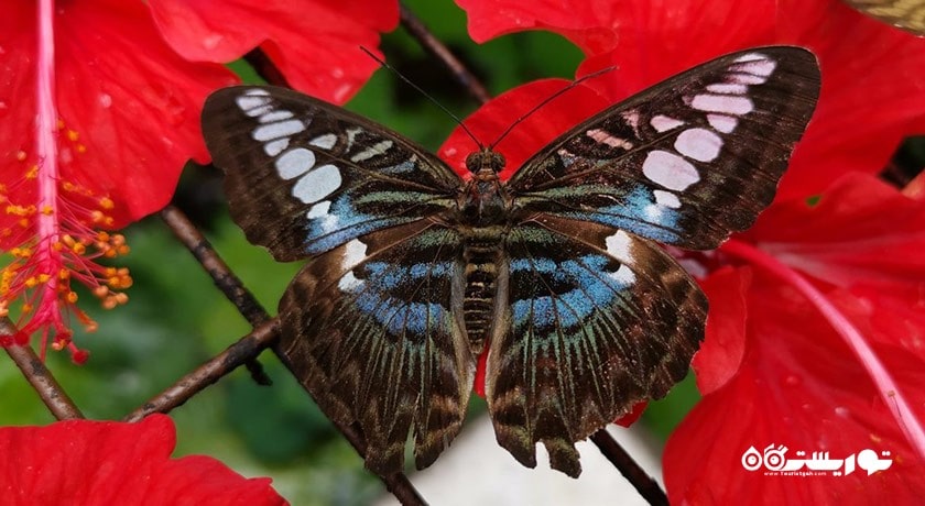 سرگرمی مزرعه پروانه پنانگ شهر مالزی کشور پنانگ