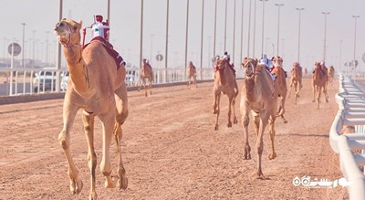 سرگرمی مسابقه شتر در پیست الشحانیه شهر قطر کشور دوحه
