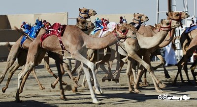 سرگرمی مسابقه شتر در پیست الشحانیه شهر قطر کشور دوحه