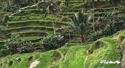 تراس های برنج تگالالانگ -  شهر بالی