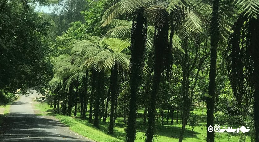  باغ گیاه شناسی بالی شهر اندونزی کشور بالی