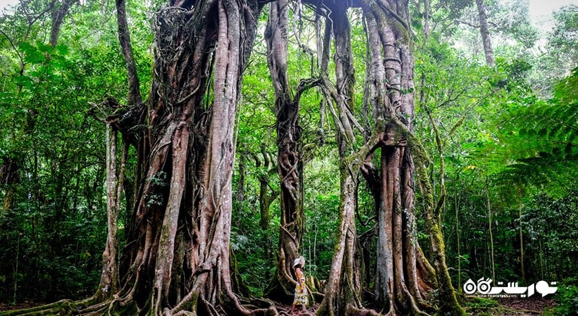  باغ گیاه شناسی بالی شهر اندونزی کشور بالی