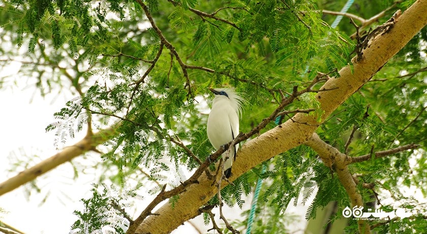  پارک ملی بالی غربی شهر اندونزی کشور بالی