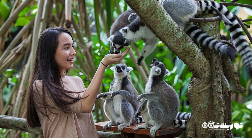 سرگرمی باغ وحش بالی شهر اندونزی کشور بالی