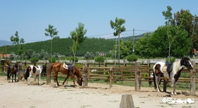 اسب سواری در کوش آداسی -  شهر کوش آداسی