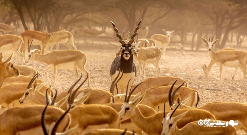  جزیره سر بنی یاس شهر امارات متحده عربی کشور ابوظبی