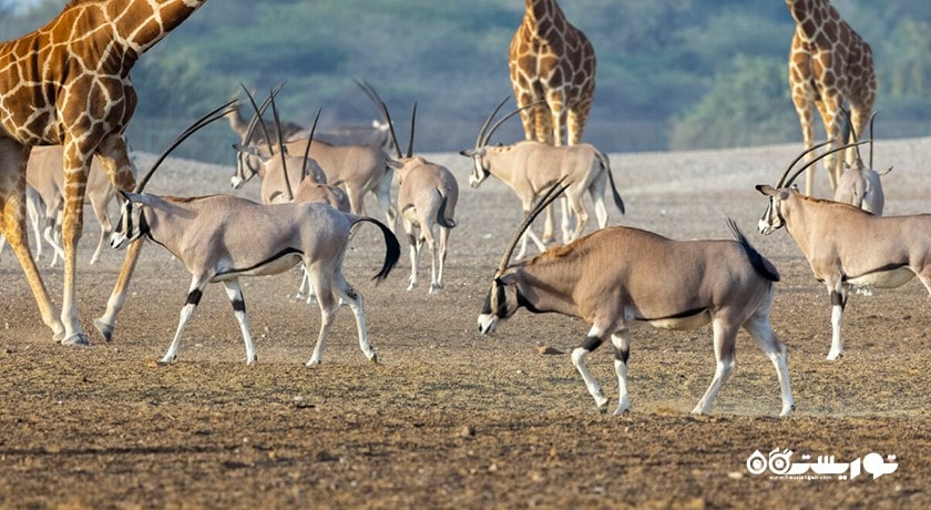  جزیره سر بنی یاس شهر امارات متحده عربی کشور ابوظبی