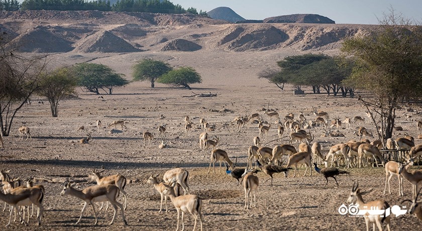  جزیره سر بنی یاس شهر امارات متحده عربی کشور ابوظبی