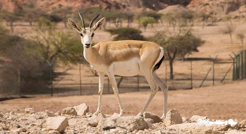  جزیره سر بنی یاس شهر امارات متحده عربی کشور ابوظبی