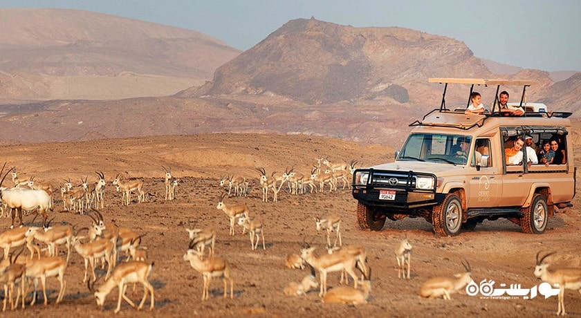  جزیره سر بنی یاس شهر امارات متحده عربی کشور ابوظبی