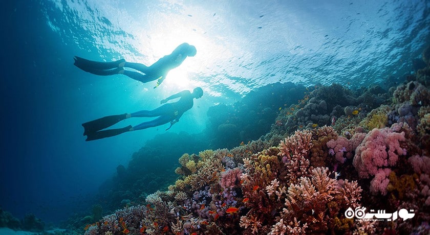 سرگرمی غواصی در المهاره شهر امارات متحده عربی کشور ابوظبی