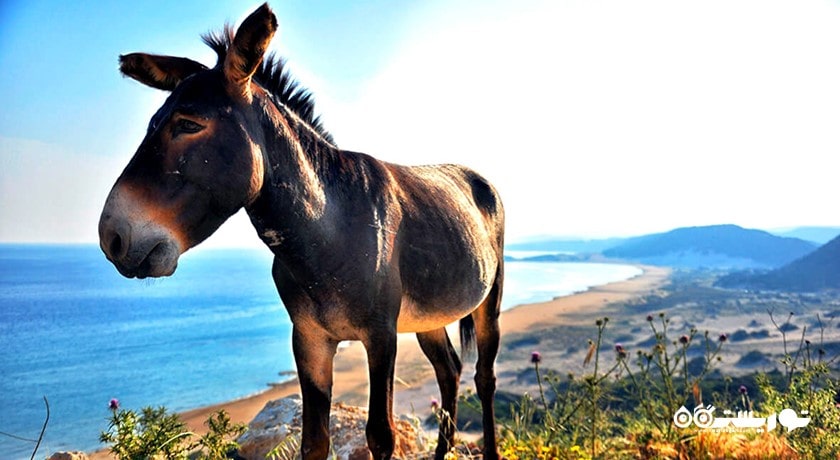  پارک ملی قبرس شمالی شهر قبرس شمالی کشور نیکوزیای شمالی