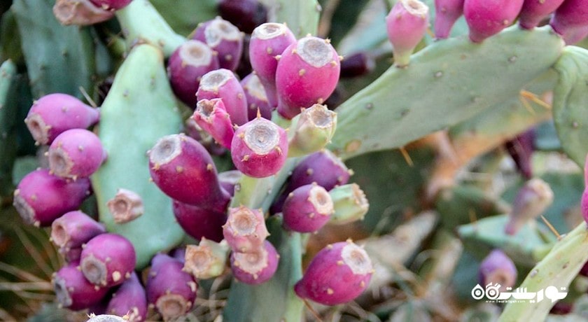  پارک ملی قبرس شمالی شهر قبرس شمالی کشور نیکوزیای شمالی