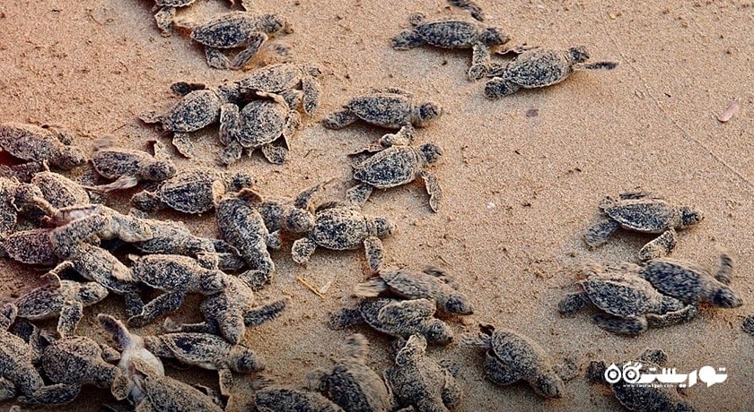  پارک ملی قبرس شمالی شهر قبرس شمالی کشور نیکوزیای شمالی