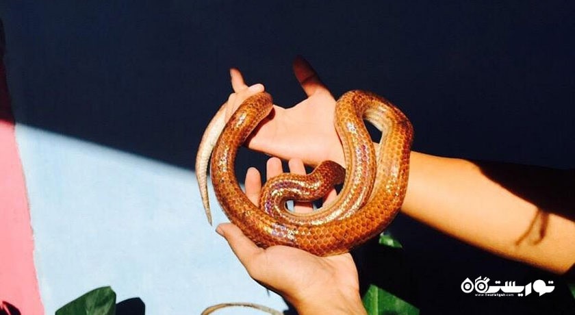  مزرعه مار سامویی شهر تایلند کشور کو سامویی