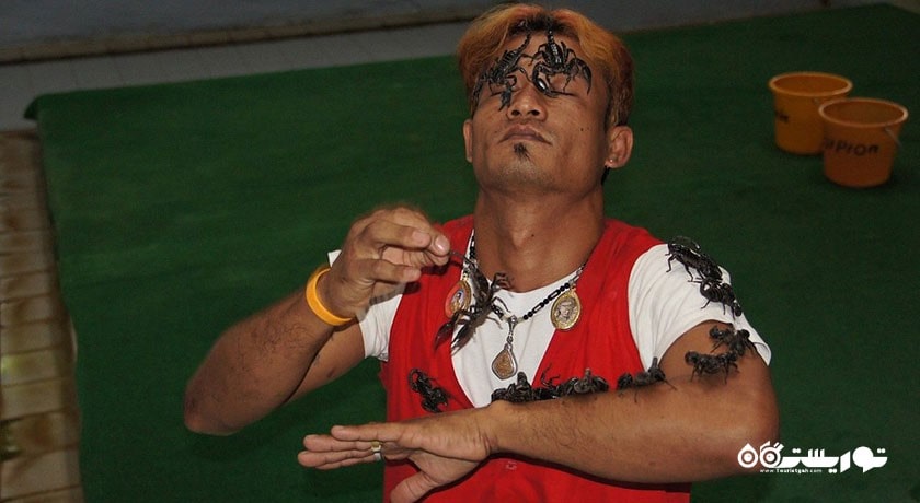  مزرعه مار سامویی شهر تایلند کشور کو سامویی