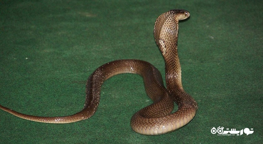  مزرعه مار سامویی شهر تایلند کشور کو سامویی