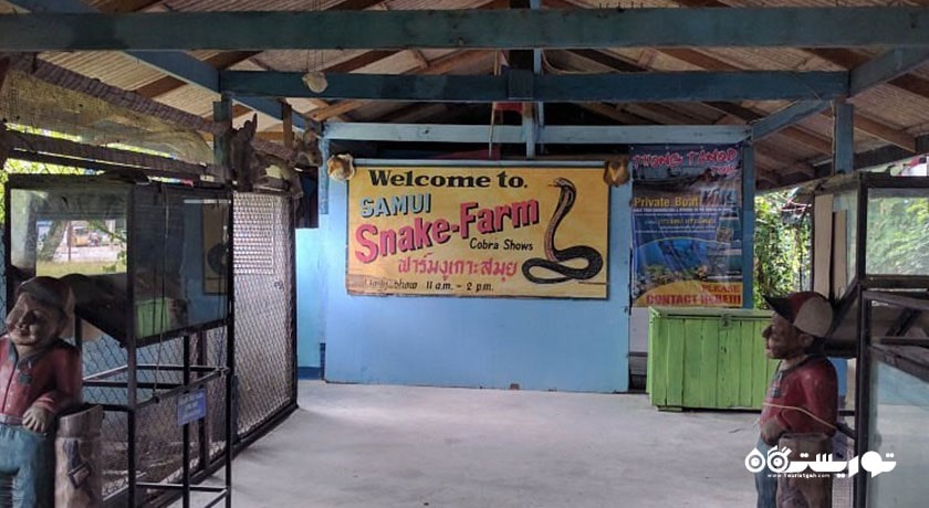  مزرعه مار سامویی شهر تایلند کشور کو سامویی