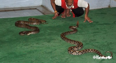  مزرعه مار سامویی شهر تایلند کشور کو سامویی