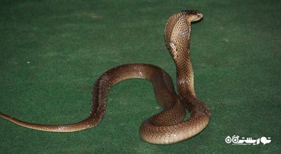  مزرعه مار سامویی شهر تایلند کشور کو سامویی