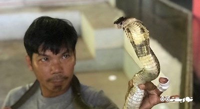  مزرعه مار سامویی شهر تایلند کشور کو سامویی