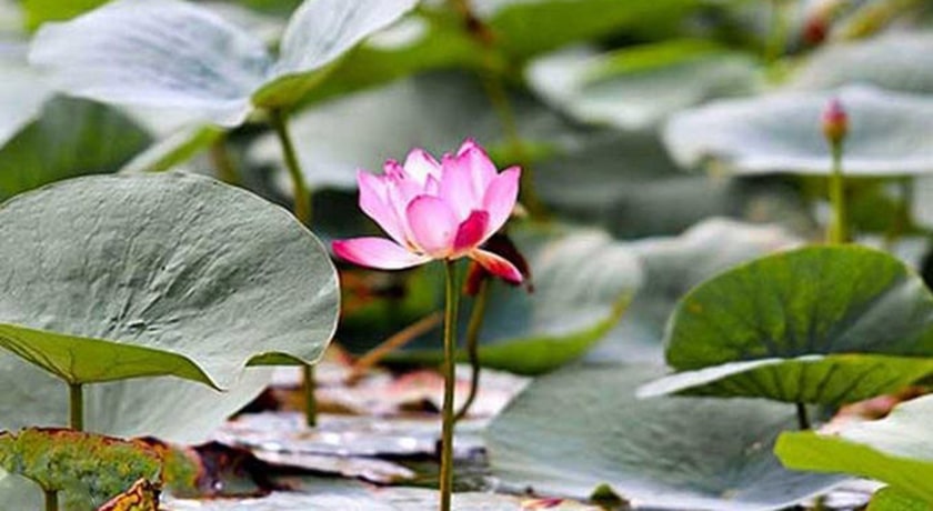  تالاب نیلوفر آبی حمید آباد شهرستان مازندران استان ساری