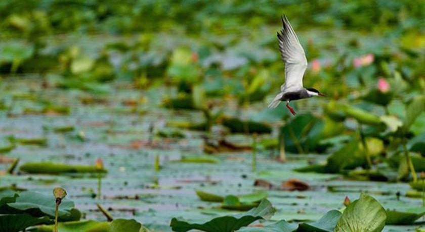  تالاب نیلوفر آبی حمید آباد شهرستان مازندران استان ساری