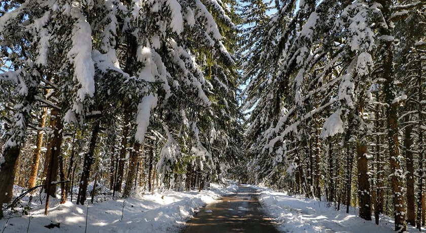  جنگل لاجیم شهرستان مازندران استان شیرگاه