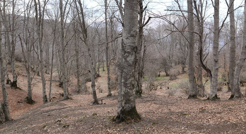 روستای کمر پشت -  شهر پل سفید
